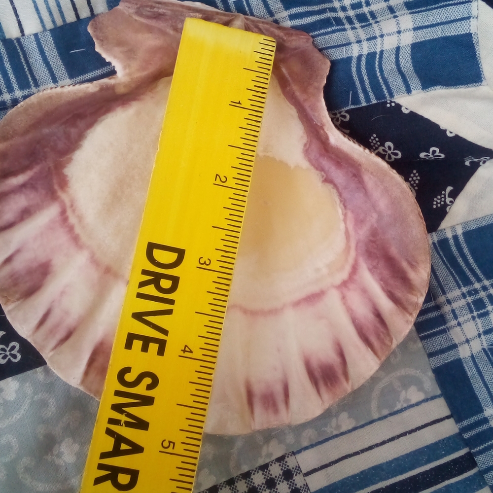 Large Sea Shell - Picture 3 of 3